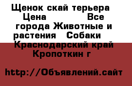 Щенок скай терьера › Цена ­ 20 000 - Все города Животные и растения » Собаки   . Краснодарский край,Кропоткин г.